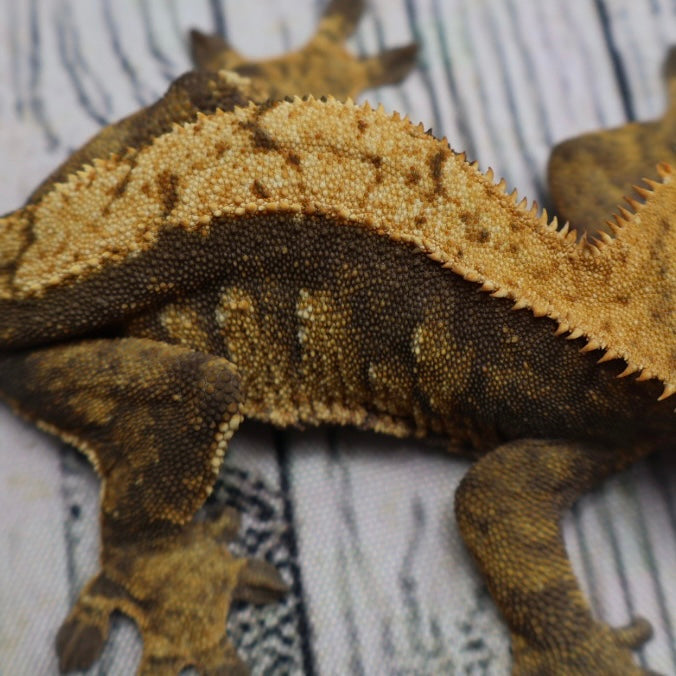(#E20) Harlequin Softscale Crested Gecko – Female Sub-Adult