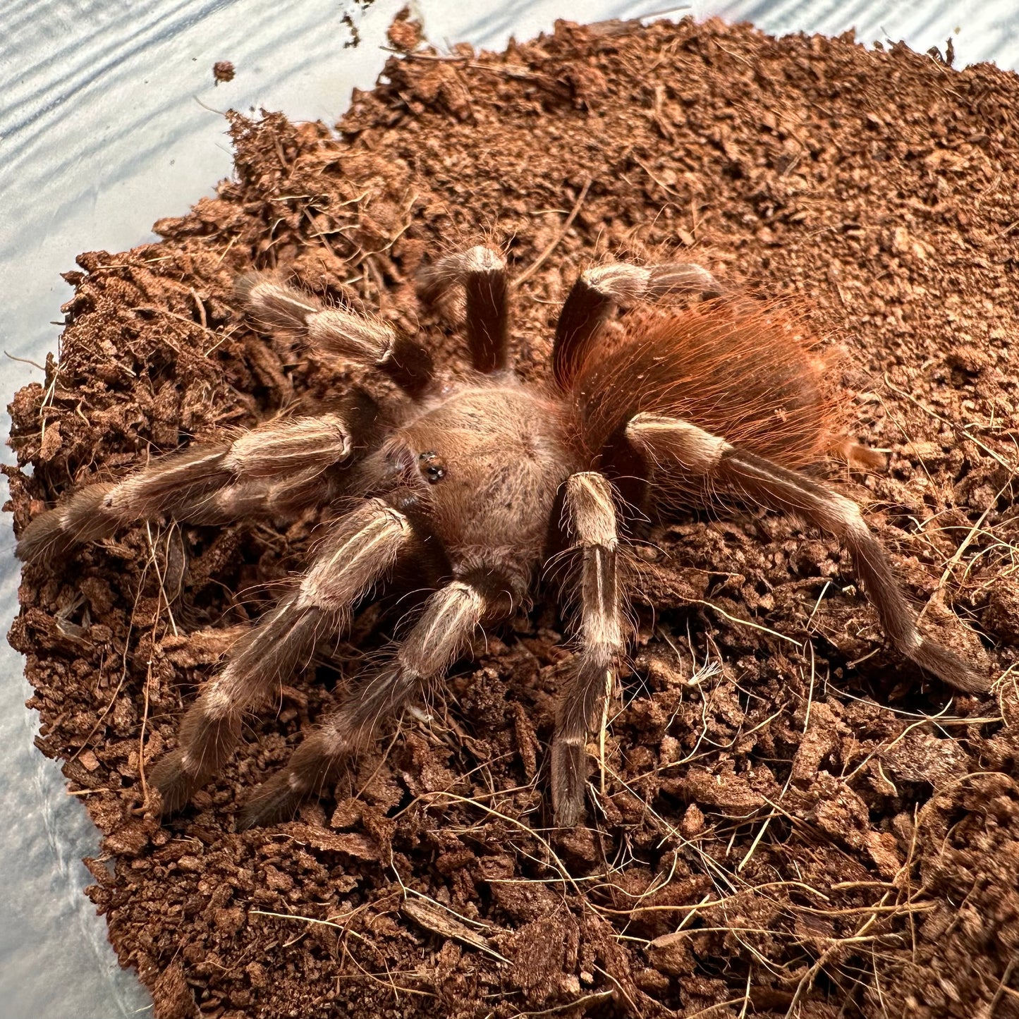 Nhandu chromatus ~ (Brazilian Red & White Tarantula) 2" – Unsexed Juvenile