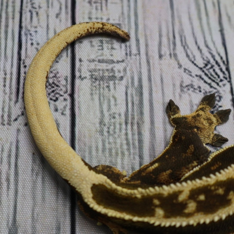 (#11) Dark Quad Pinstripe Crested Gecko – Male Adult Proven Breeder