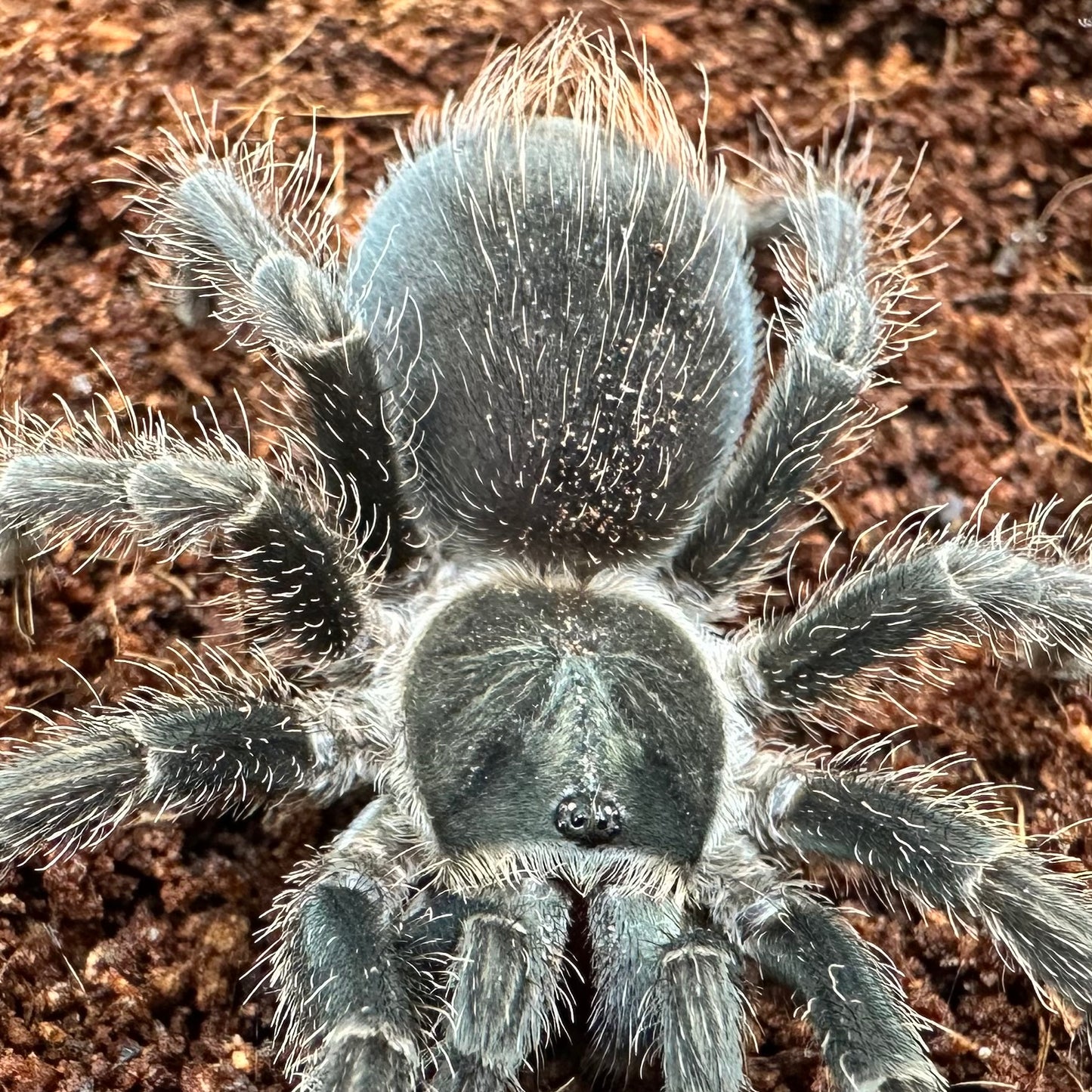 Phormictopus atrichomatus ~ (Dominican Purple Tarantula) 1.5" – Suspect Female Juvenile