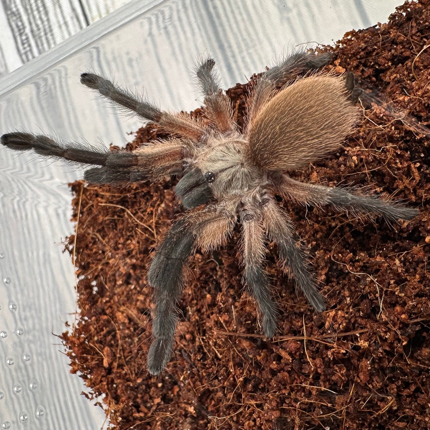 Monocentropus balfouri ~ (Socotra Island Blue Baboon Tarantula) 1.5" – Unsexed Sling