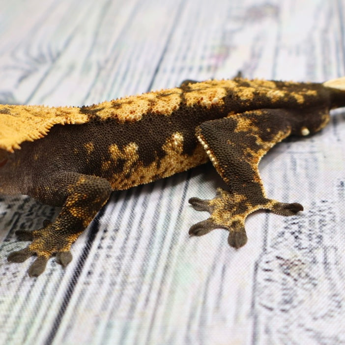 (#G129) Possible Fire Crested Gecko – Male Sub-Adult