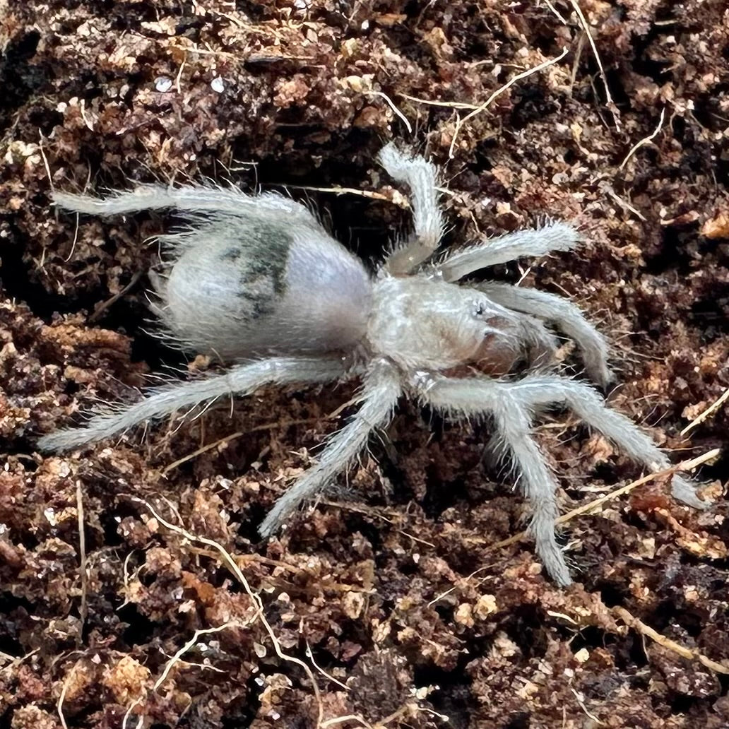 Brachypelma albiceps ~ (Mexican Golden Red Rump Tarantula) ¾" – Unsexed Sling