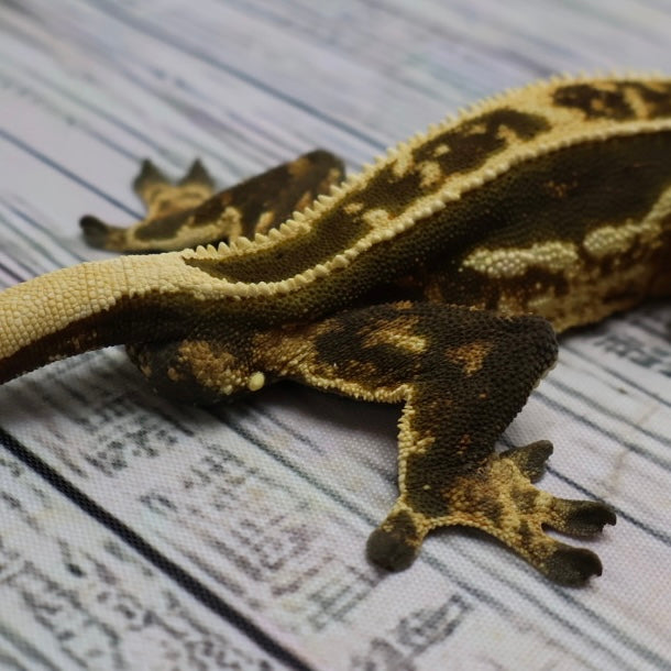 (#11) Dark Quad Pinstripe Crested Gecko – Male Adult Proven Breeder