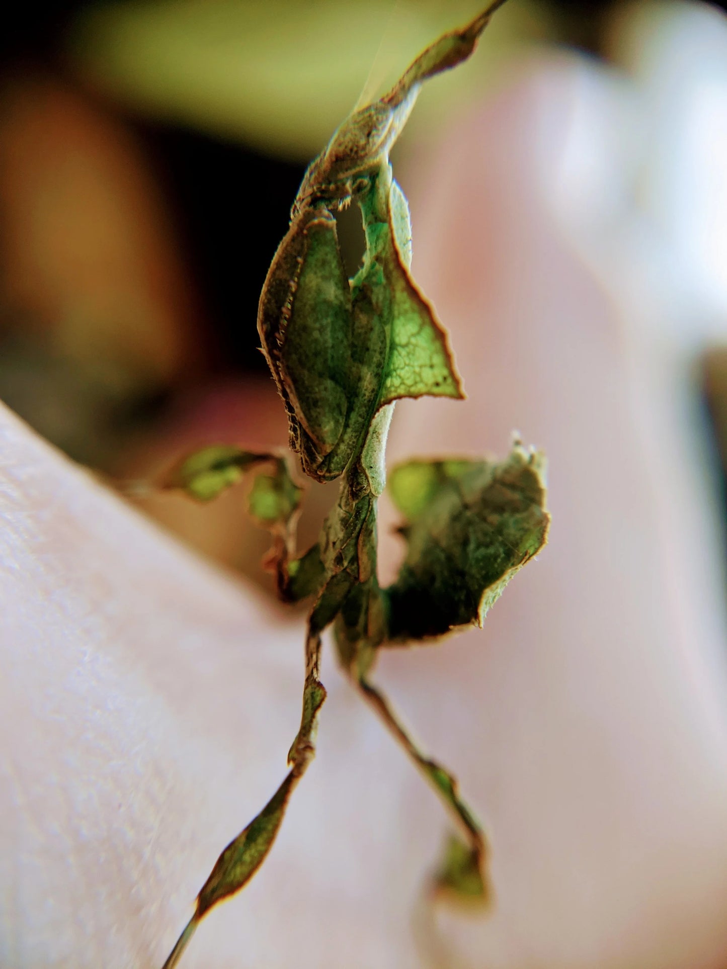 Ghost Mantis β Nymph (Phyllocrania paradoxa)