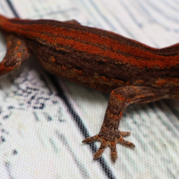 (#1) Possible Phantom Eye Red Stripe Gargoyle Gecko – Unsexed {DEADPOOL LINE}