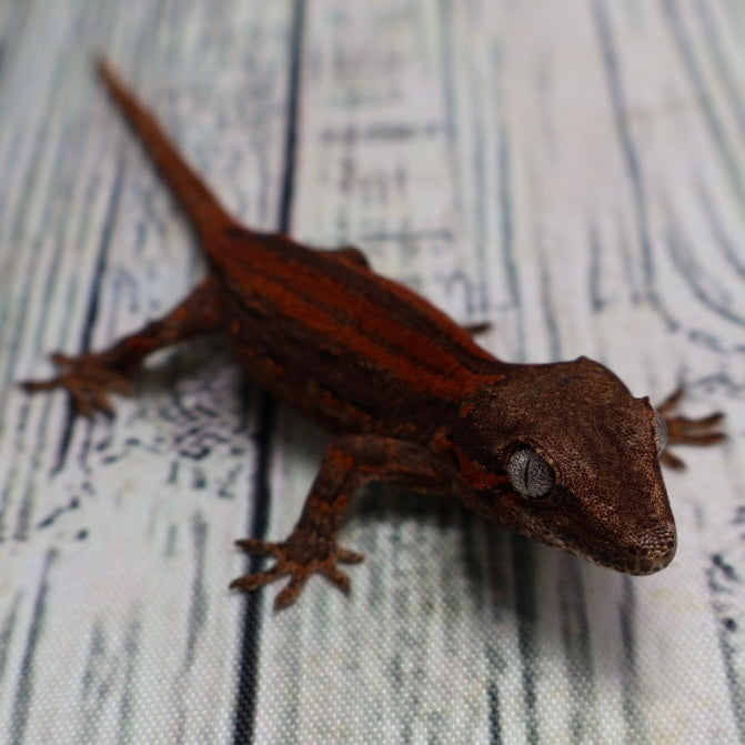 (#1) Possible Phantom Eye Red Stripe Gargoyle Gecko – Unsexed {DEADPOOL LINE}