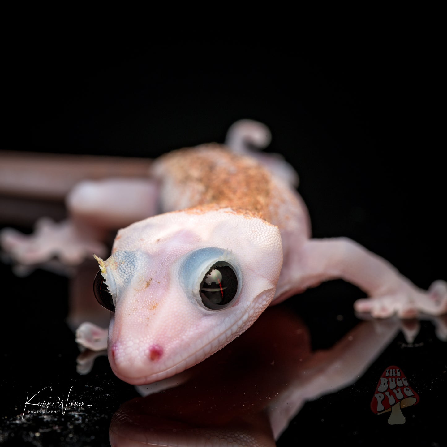 Mack Leucistic Male Crested Gecko