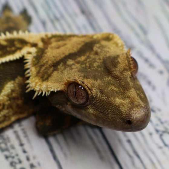 (#11) Dark Quad Pinstripe Crested Gecko – Male Adult Proven Breeder