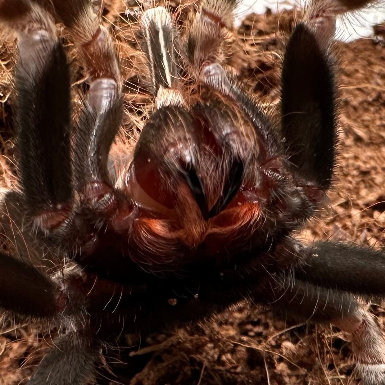 Nhandu chromatus ~ (Brazilian Red & White Tarantula) 2" – Unsexed Juvenile