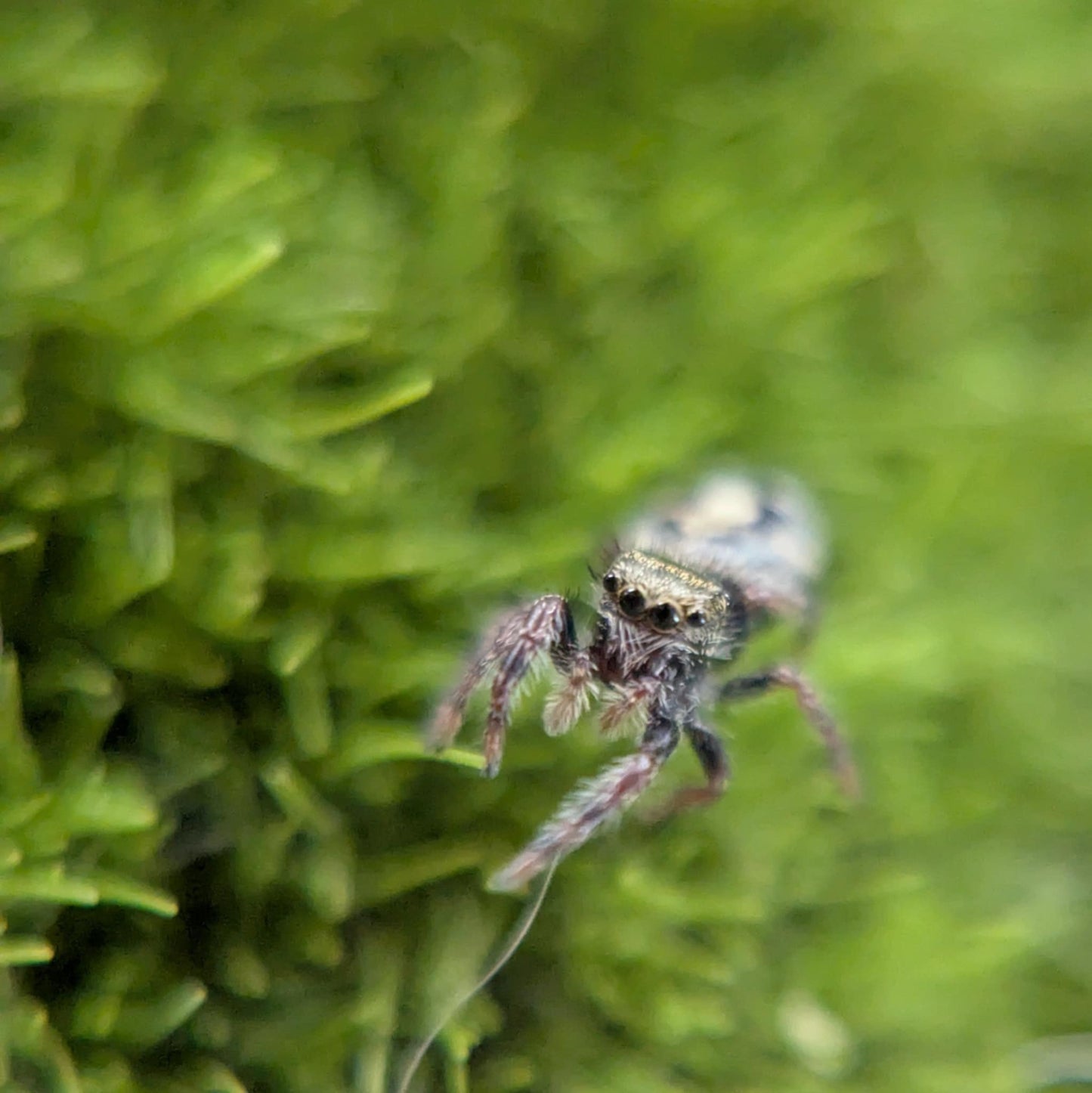 California Red-Backed Jumping Spider– Sling (Phidippus adumbratus, I3+ Unsexed)