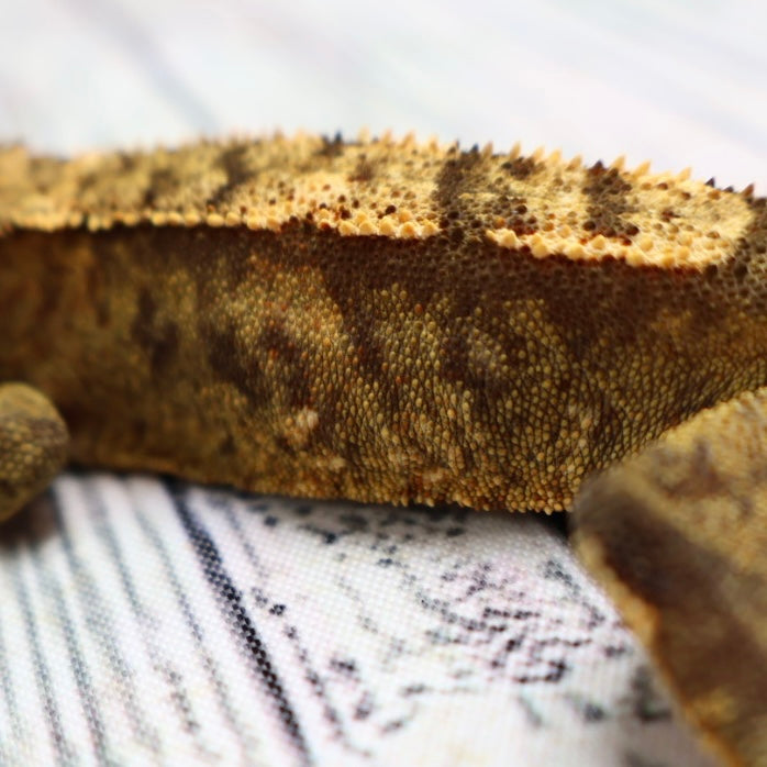 (#E16) Weird Tiger Crested Gecko – Male Sub-Adult