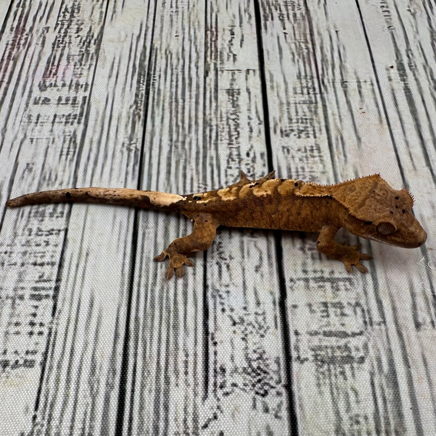 Flame Dalmatian Unsexed Crested Gecko (#R18)