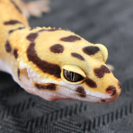 (#36) Tangerine Leopard Gecko – Female
