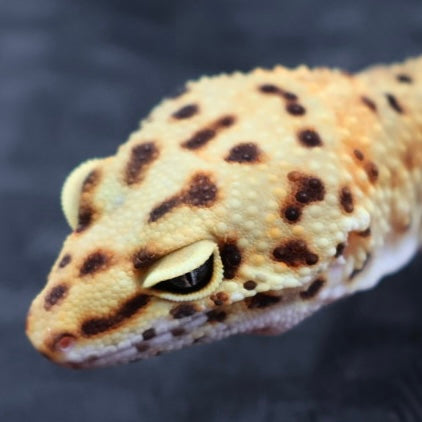 (#20) Tangerine Stripe Leopard Gecko – Female