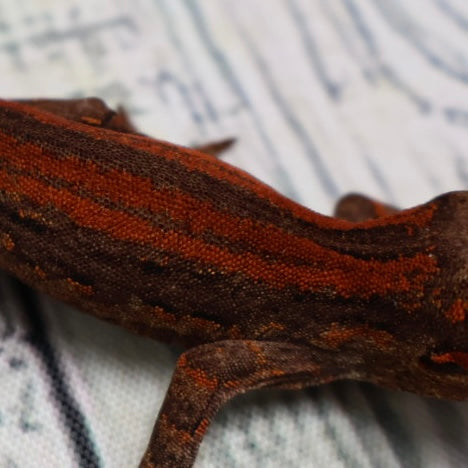 (#1) Possible Phantom Eye Red Stripe Gargoyle Gecko – Unsexed {DEADPOOL LINE}