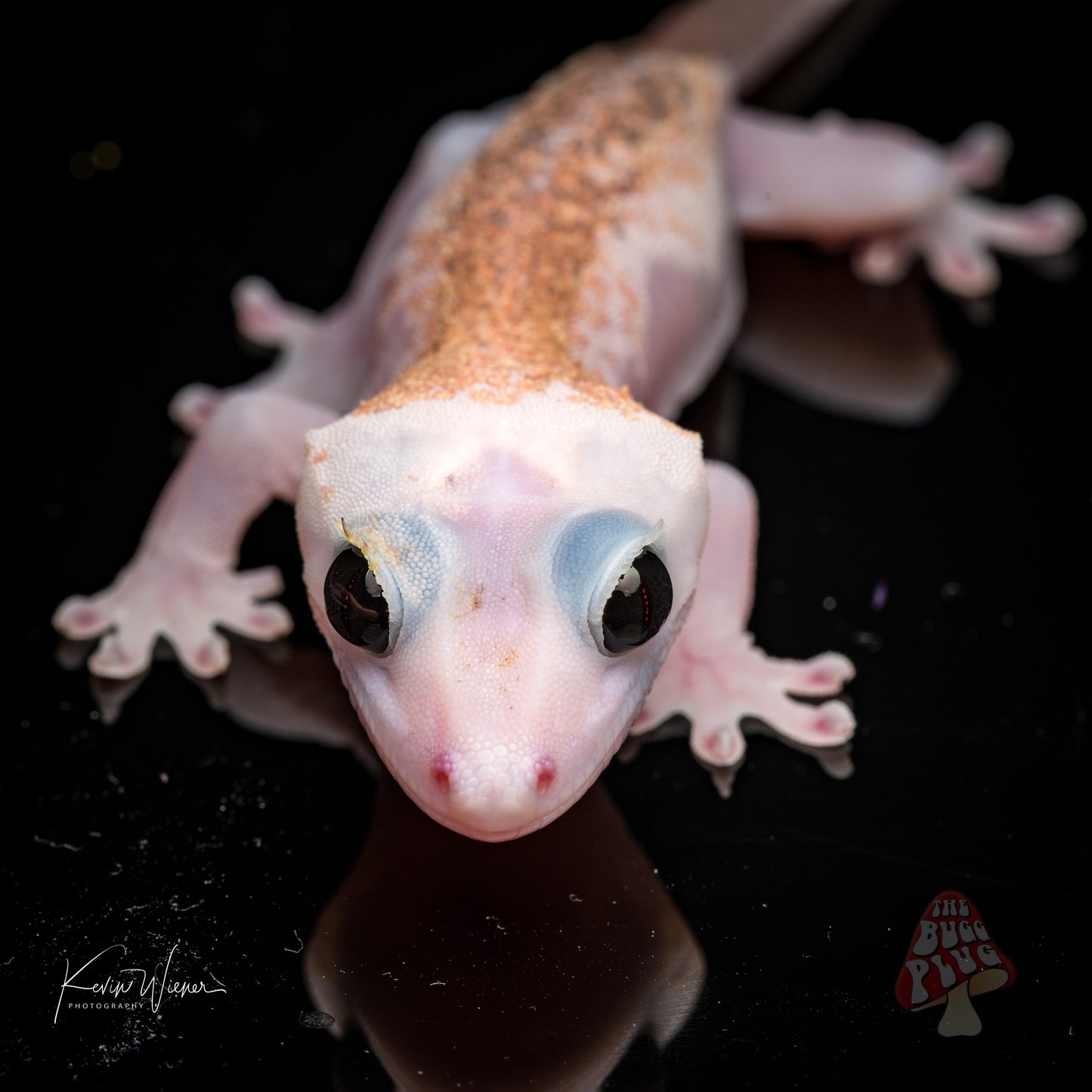 Mack Leucistic Male Crested Gecko