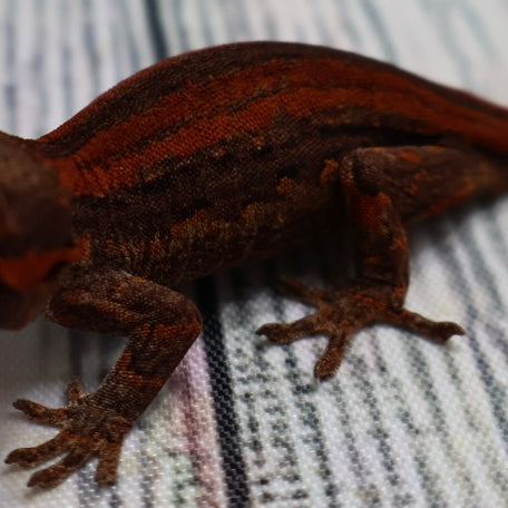 (#1) Possible Phantom Eye Red Stripe Gargoyle Gecko – Unsexed {DEADPOOL LINE}