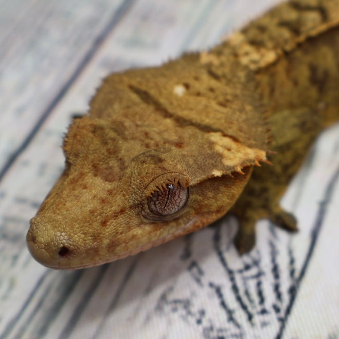 (#E16) Weird Tiger Crested Gecko – Male Sub-Adult