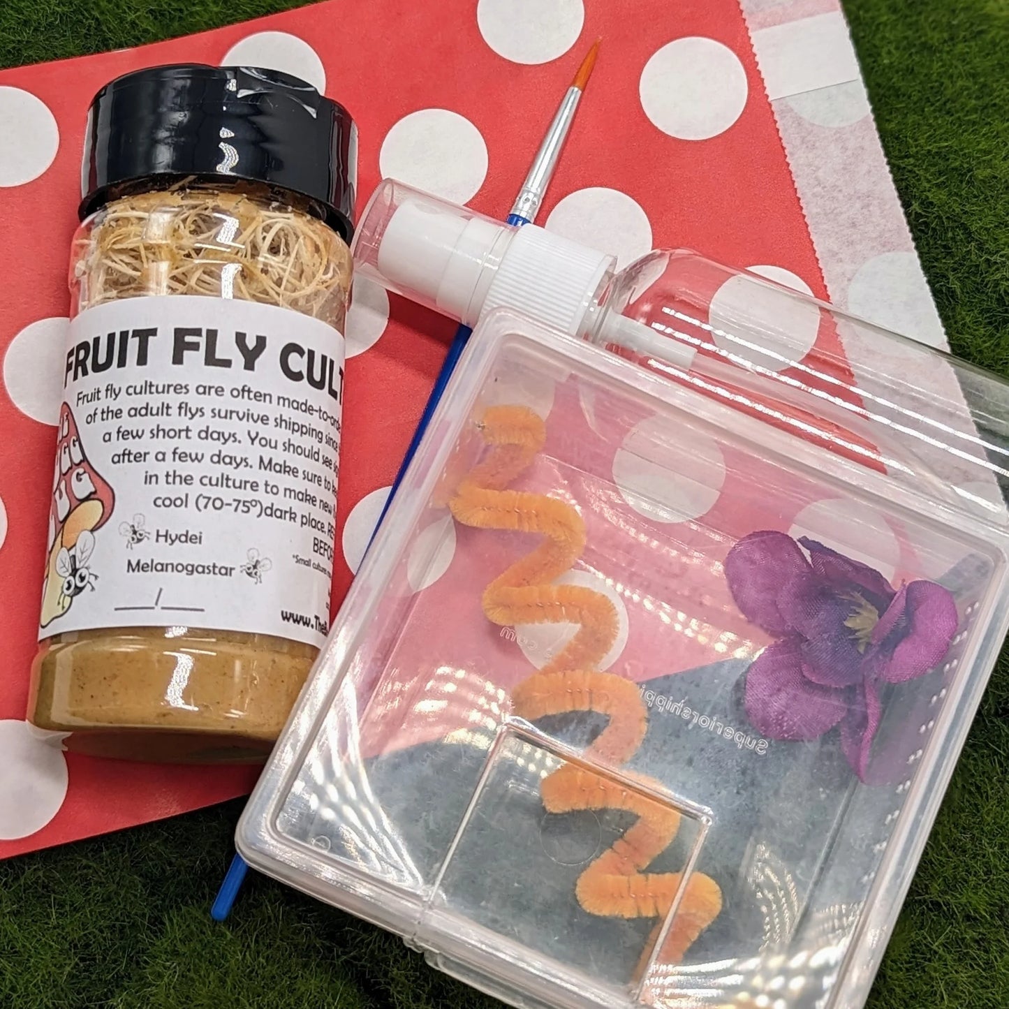 Deluxe Jumping Spider Kit – Small Studio Edition