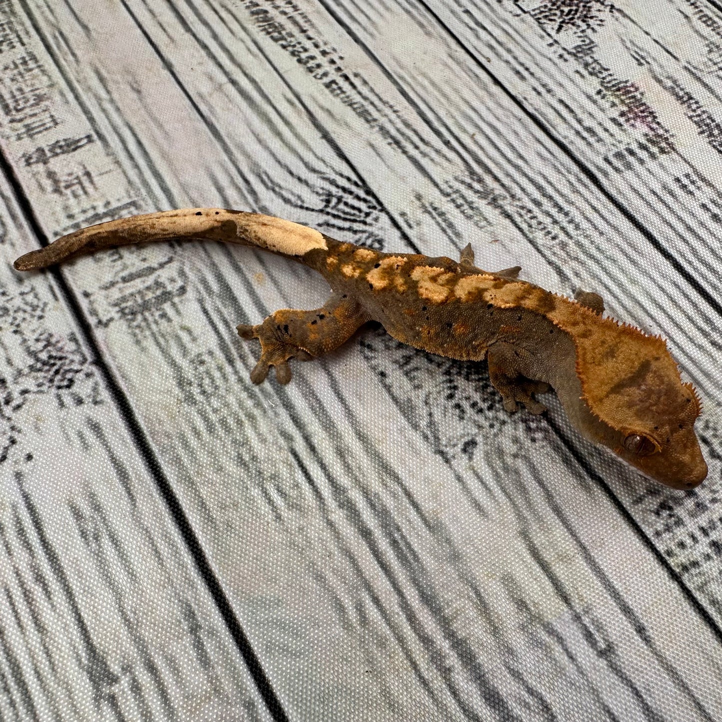 Flame Dalmatian Unsexed Crested Gecko (#R15)