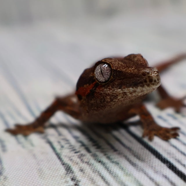 (#1) Possible Phantom Eye Red Stripe Gargoyle Gecko – Unsexed {DEADPOOL LINE}