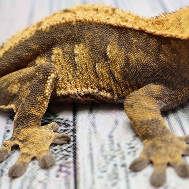 (#E20) Harlequin Softscale Crested Gecko – Female Sub-Adult