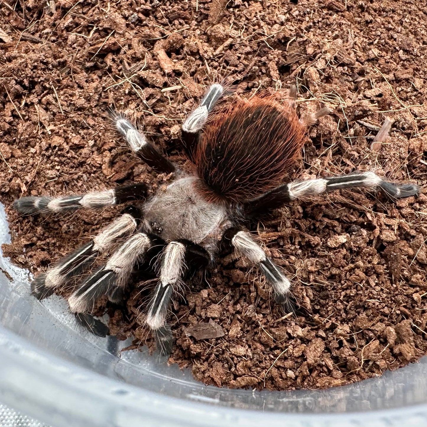 Nhandu chromatus ~ (Brazilian Red & White Tarantula) 2" – Unsexed Juvenile