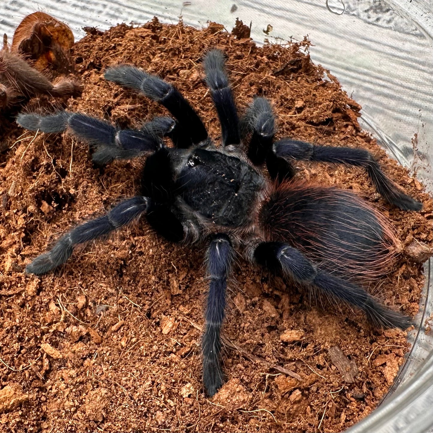 Lasiodora sazimai ~ (Brazilian Blue Tarantula) 3" – Male Juvenile