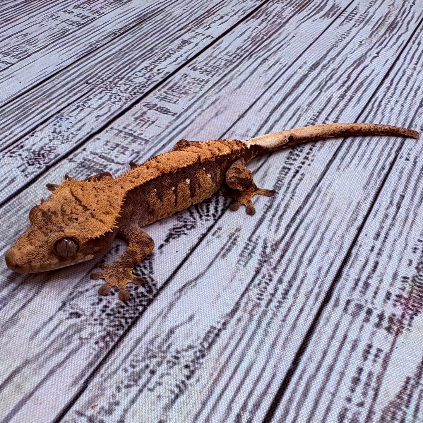 Harlequin Crested Gecko (#304)