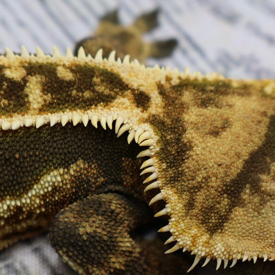 (#11) Dark Quad Pinstripe Crested Gecko – Male Adult Proven Breeder