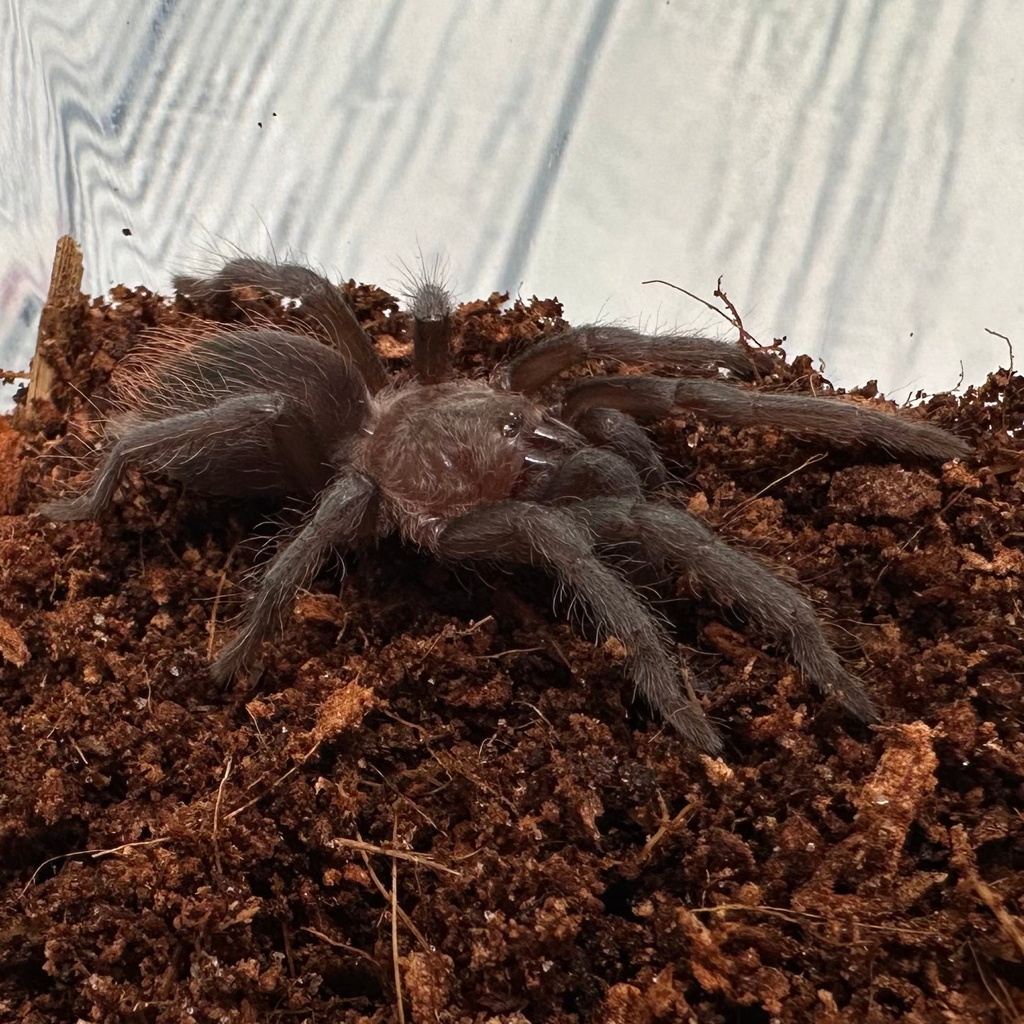 Tliltocatl epicureanus ~ (Yucatan Rust Rump Tarantula) ¾" – Unsexed Sling