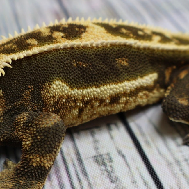 (#11) Dark Quad Pinstripe Crested Gecko – Male Adult Proven Breeder