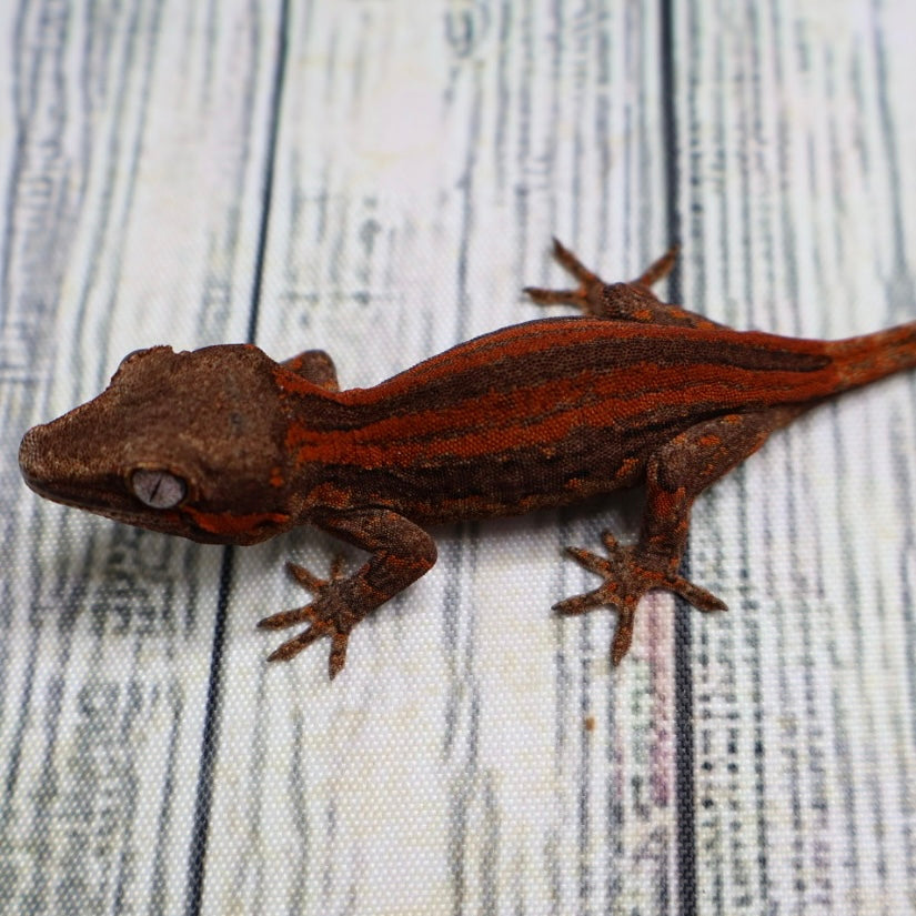 (#1) Possible Phantom Eye Red Stripe Gargoyle Gecko – Unsexed {DEADPOOL LINE}