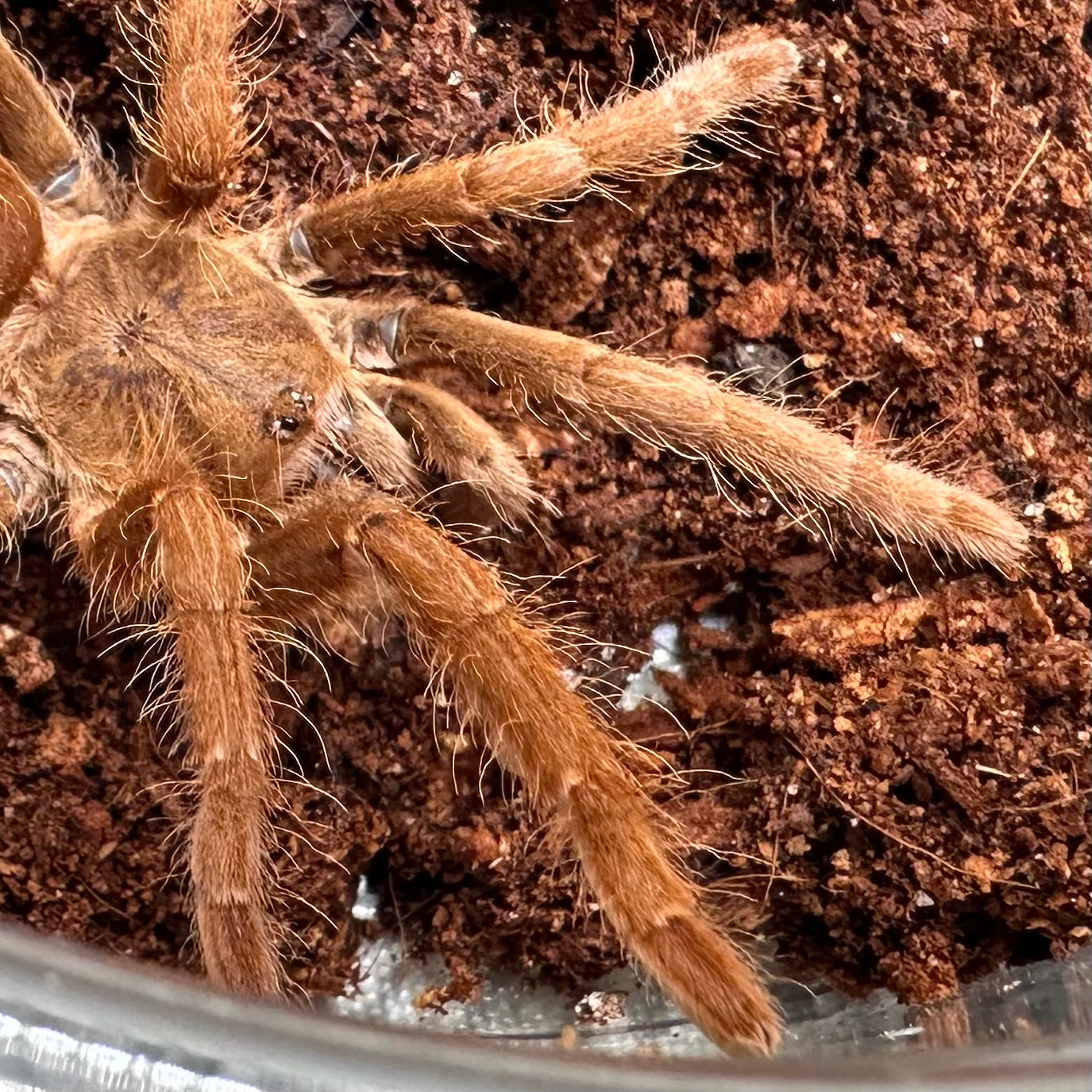 Hysterocrates gigas ~ (Cameroon Red Tarantula) 2"+ – Unsexed Juvenile
