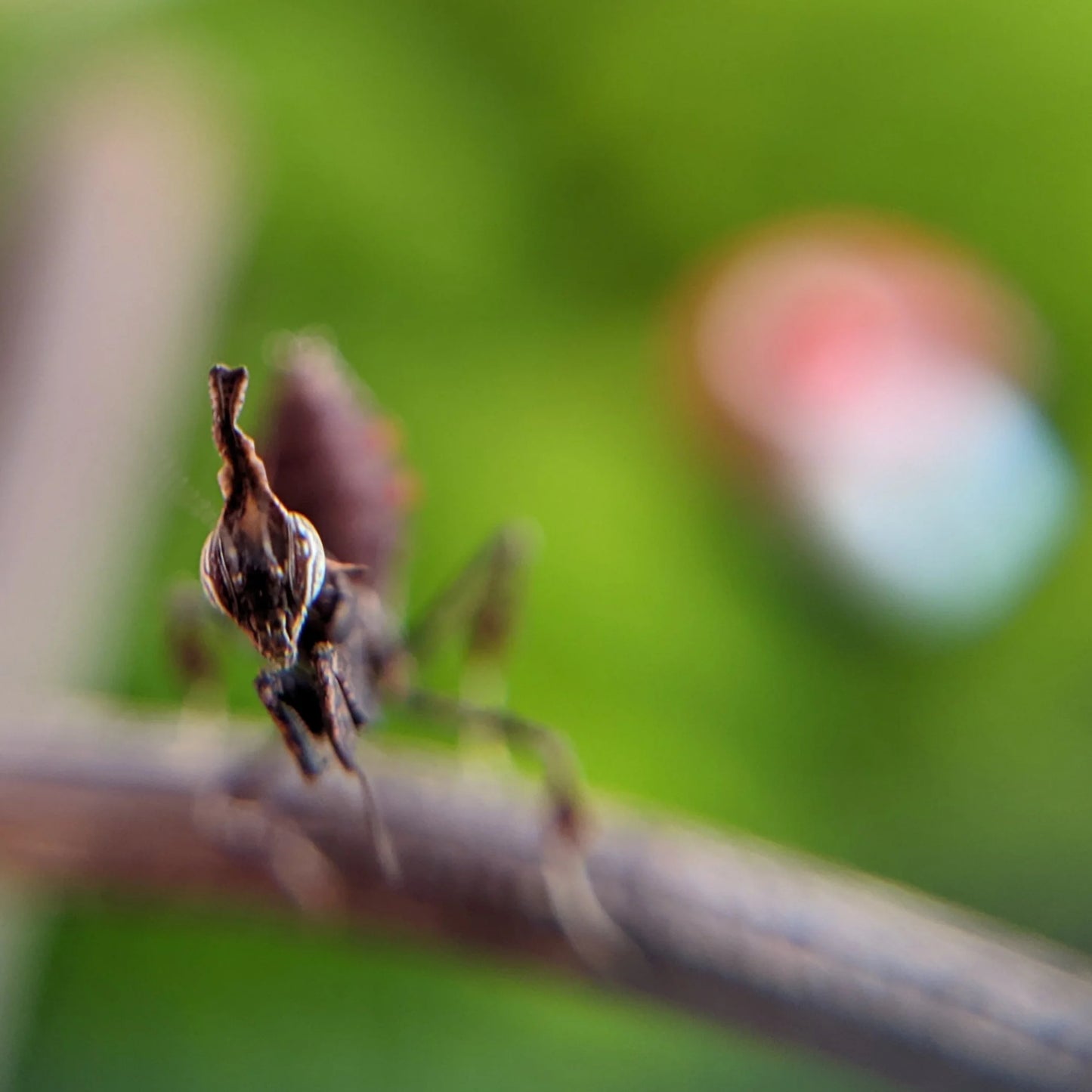 Ghost Mantis β Nymph (Phyllocrania paradoxa)