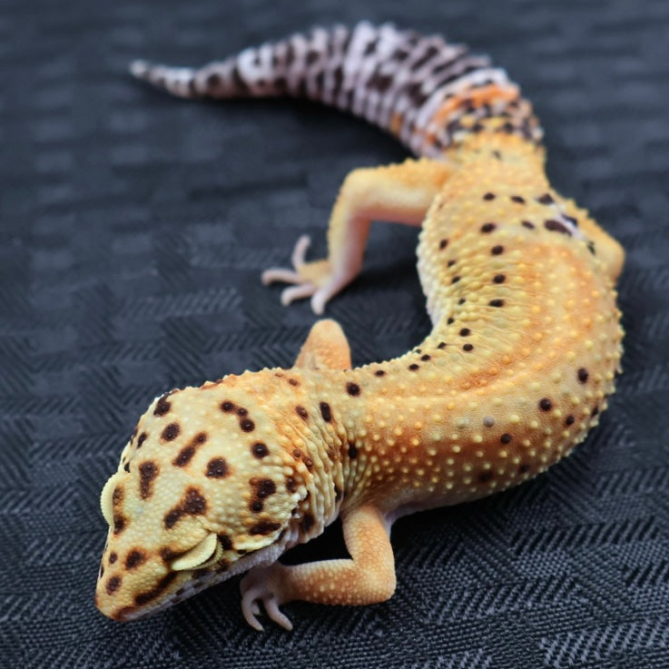 (#20) Tangerine Stripe Leopard Gecko – Female