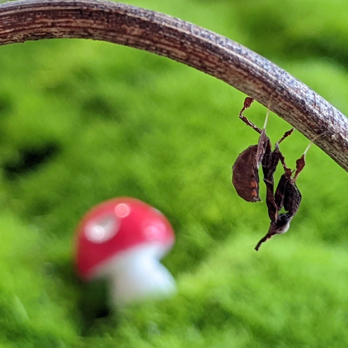 Ghost Mantis β Nymph (Phyllocrania paradoxa)