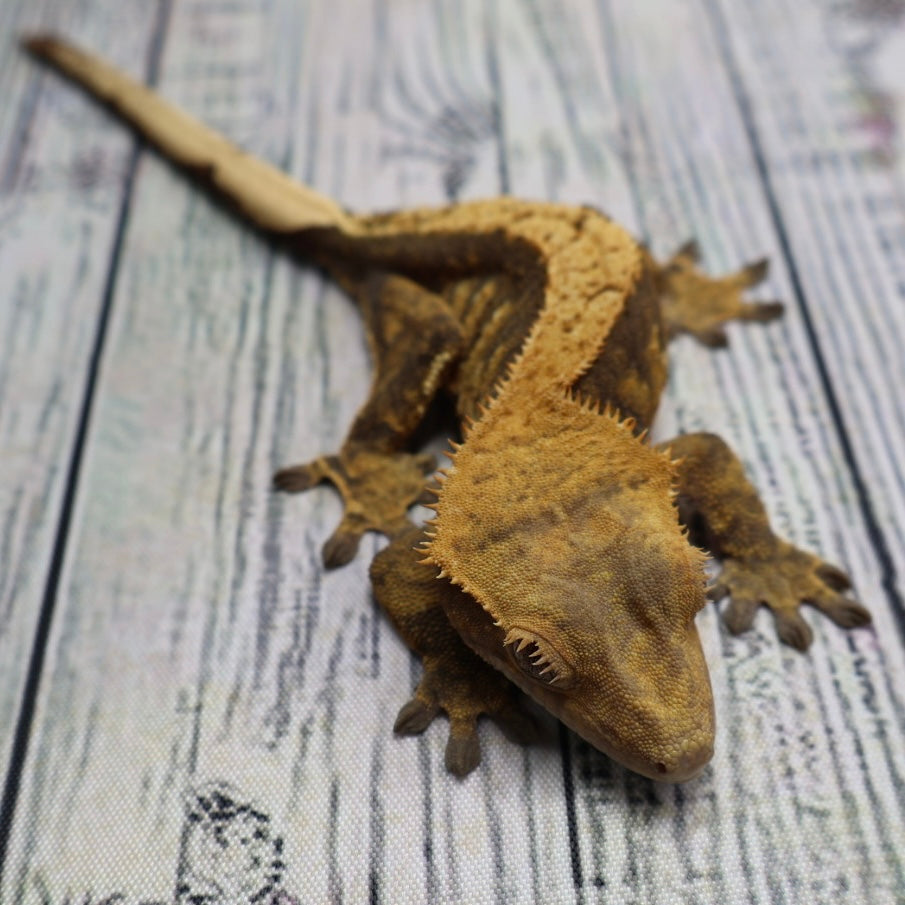 (#E20) Harlequin Softscale Crested Gecko – Female Sub-Adult