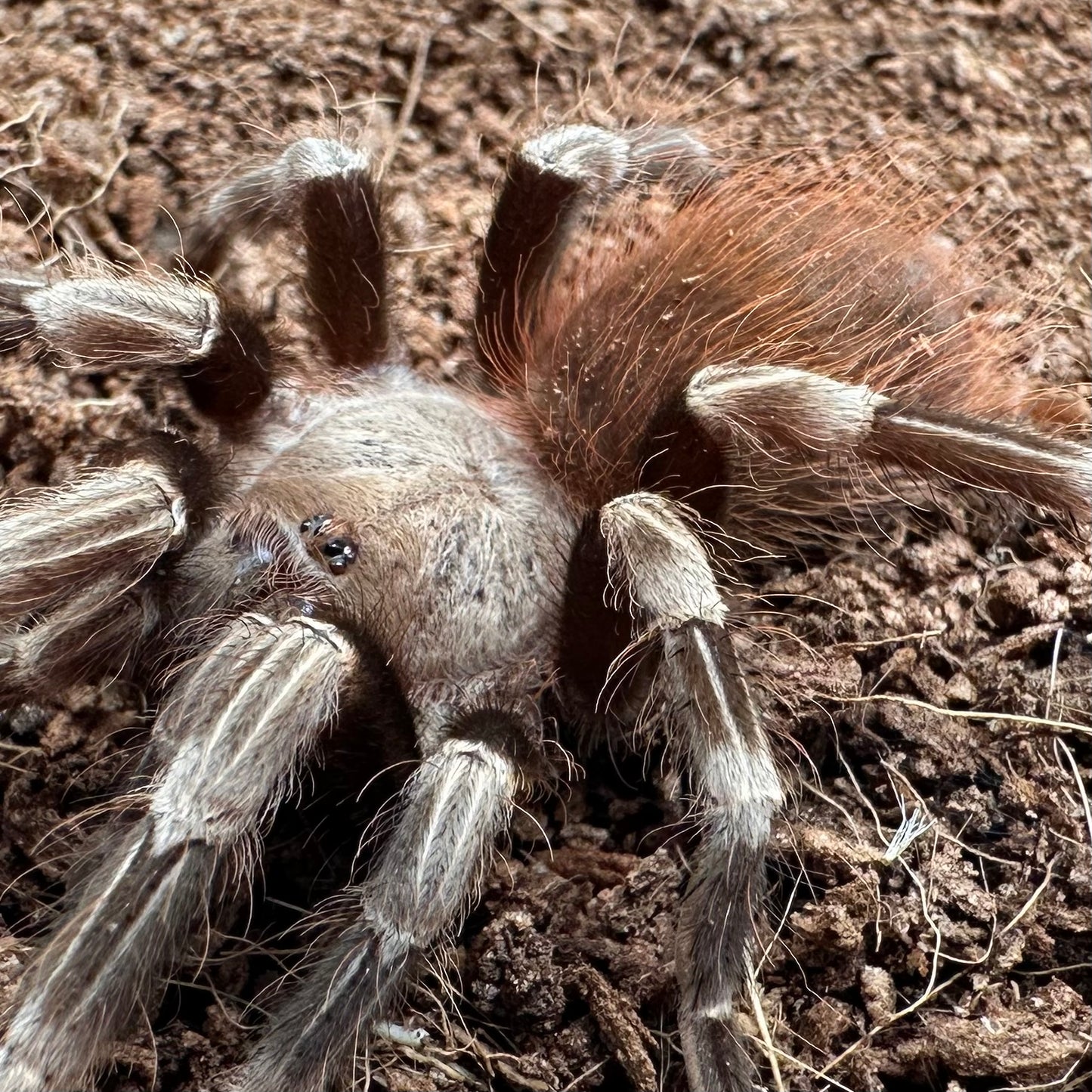 Nhandu chromatus ~ (Brazilian Red & White Tarantula) 2" – Unsexed Juvenile