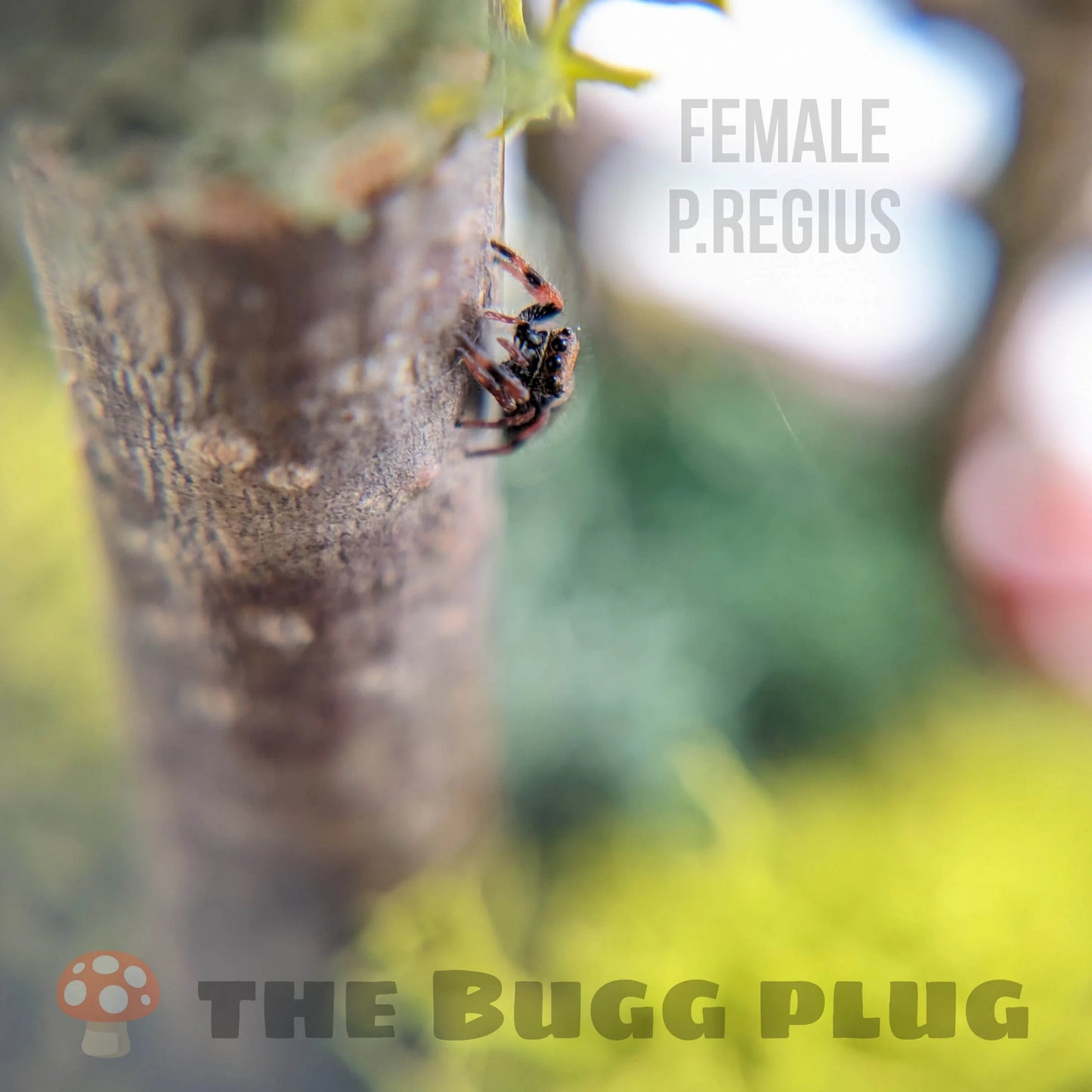 Regal Jumping Spider – Small Female (Phidippus regius, Juvenile)