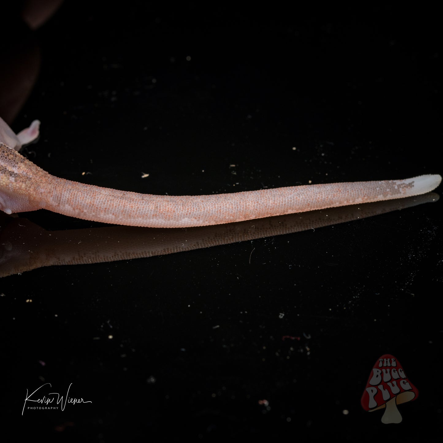 Mack Leucistic Male Crested Gecko