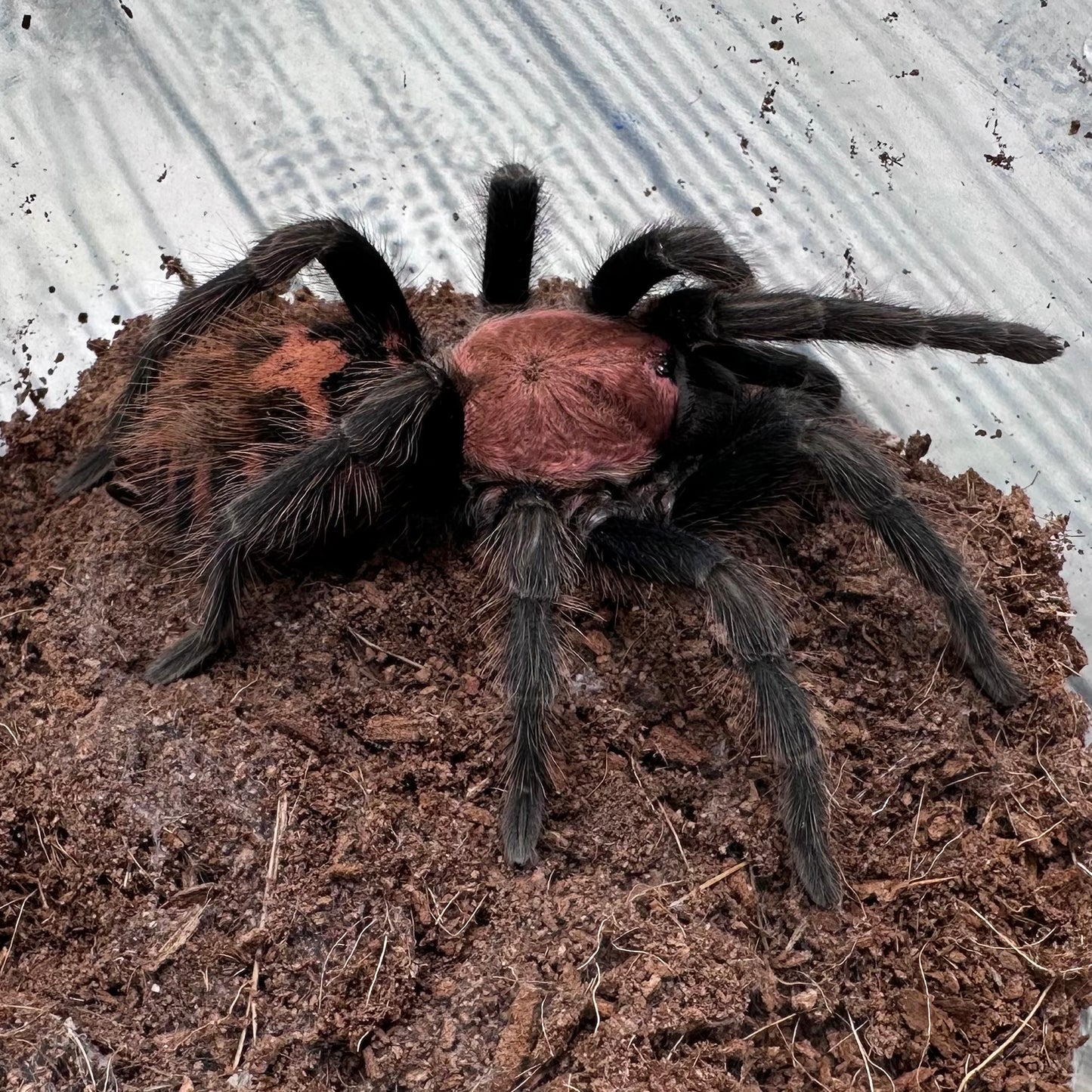 Davus pentaloris ~ (Guatemalan Tiger Rump Tarantula) 3" – Pair Sub-Adults