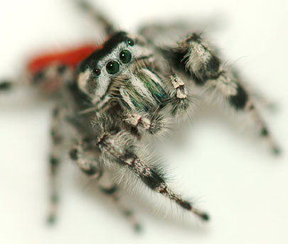 California Red-Backed Jumping Spider– Sling (Phidippus adumbratus, I3+ Unsexed)