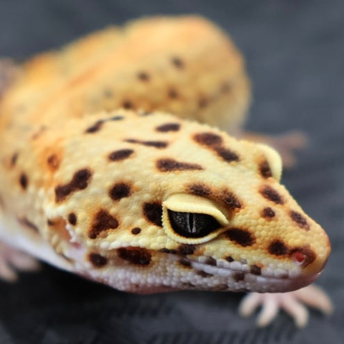 (#20) Tangerine Stripe Leopard Gecko – Female