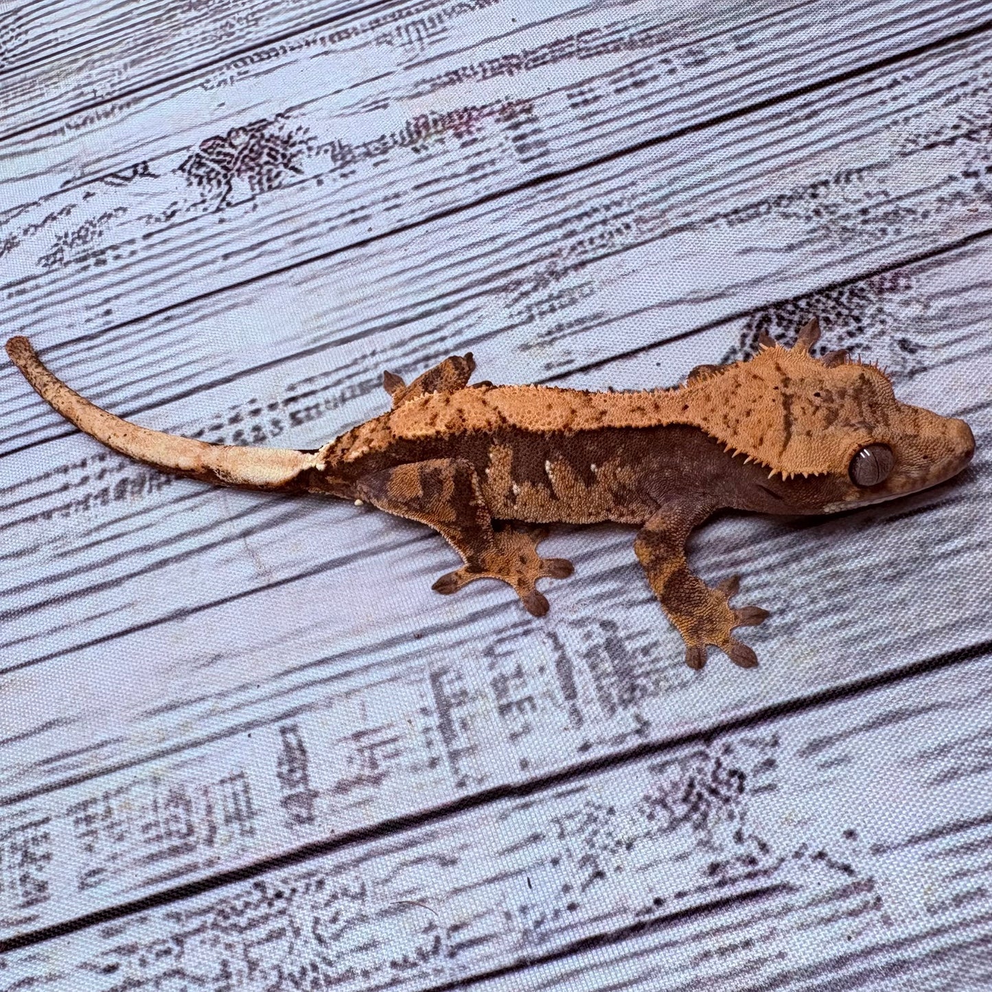 Harlequin Crested Gecko (#304)