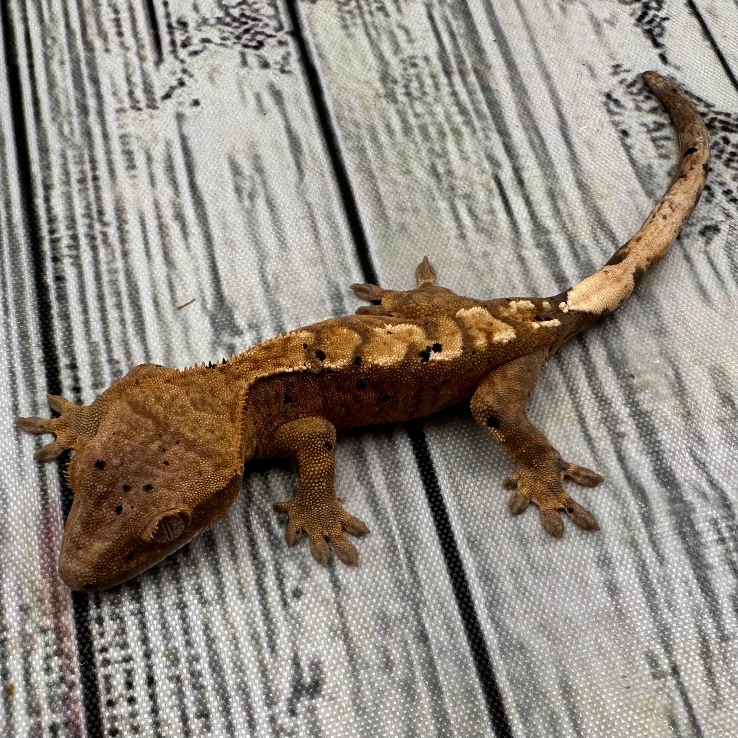 Flame Dalmatian Unsexed Crested Gecko (#R18)