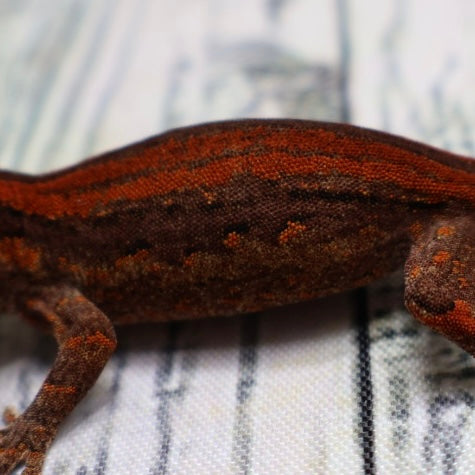 (#1) Possible Phantom Eye Red Stripe Gargoyle Gecko – Unsexed {DEADPOOL LINE}