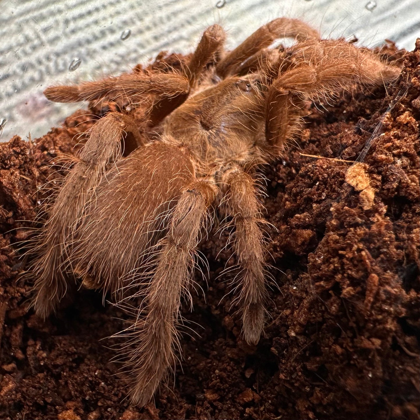 Hysterocrates gigas ~ (Cameroon Red Tarantula) 2"+ – Unsexed Juvenile
