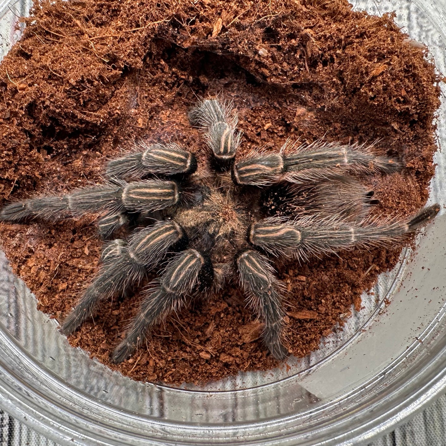 Thrixopelma sp. “Sullana” ~ (Sullana Velvet Tarantula) 3–4" – Female Adult